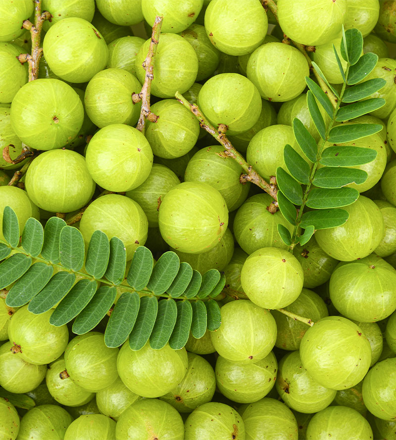 الهند